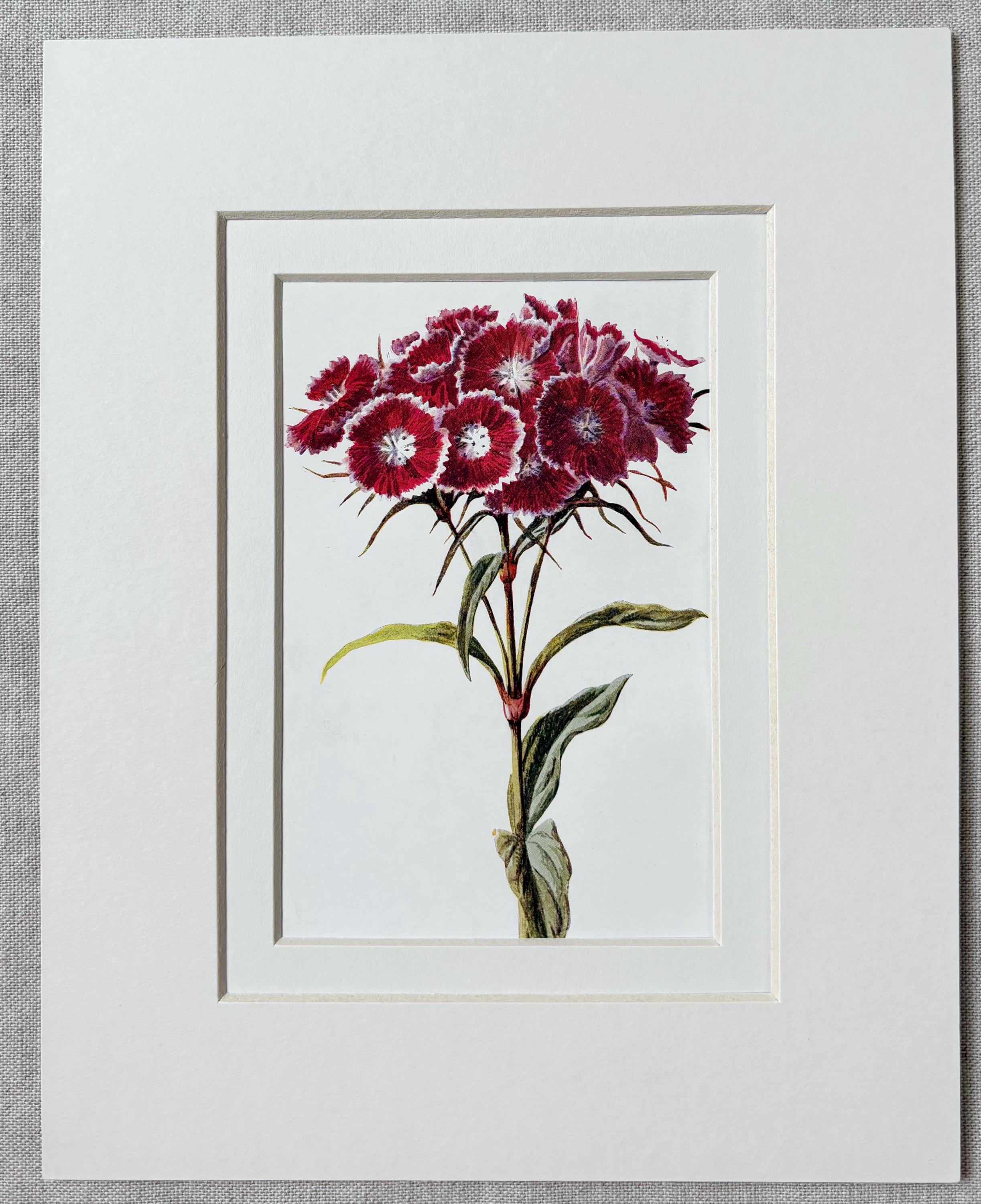 Sweet William Prints - Etsy UK