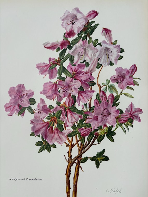 1962 Original Vintage Large Rhododendron Print - Uniflorum & Pemakoense -  16 x 11.5 Inches