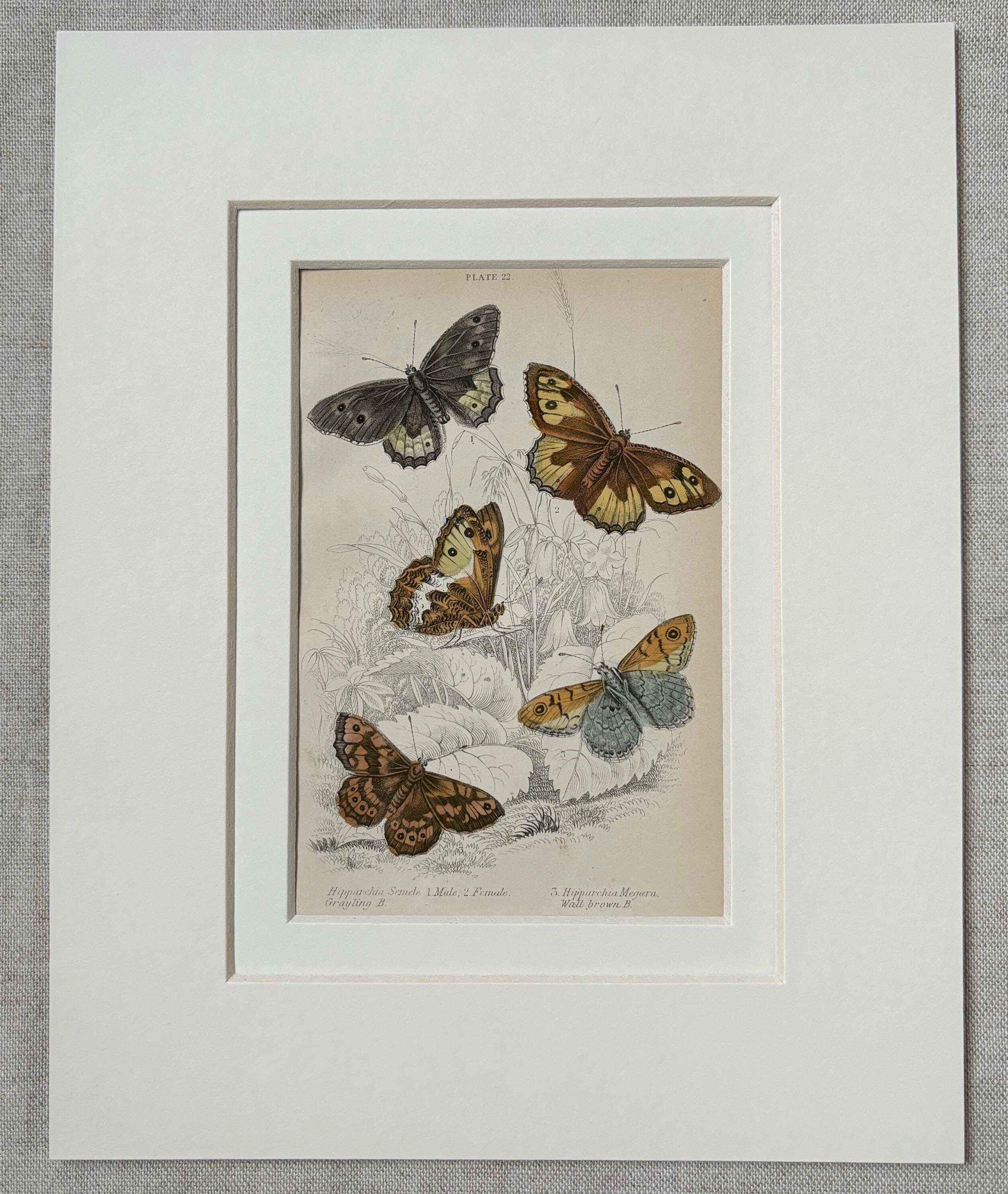 1881年 イギリスの蝶のオリジナルアンティーククロモリトグラフ