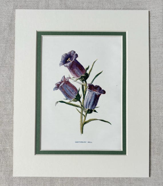 【希少】A Darden of Bell Flowers 希少】A Darden of Bell Flowers 希少】A Darden of Bell