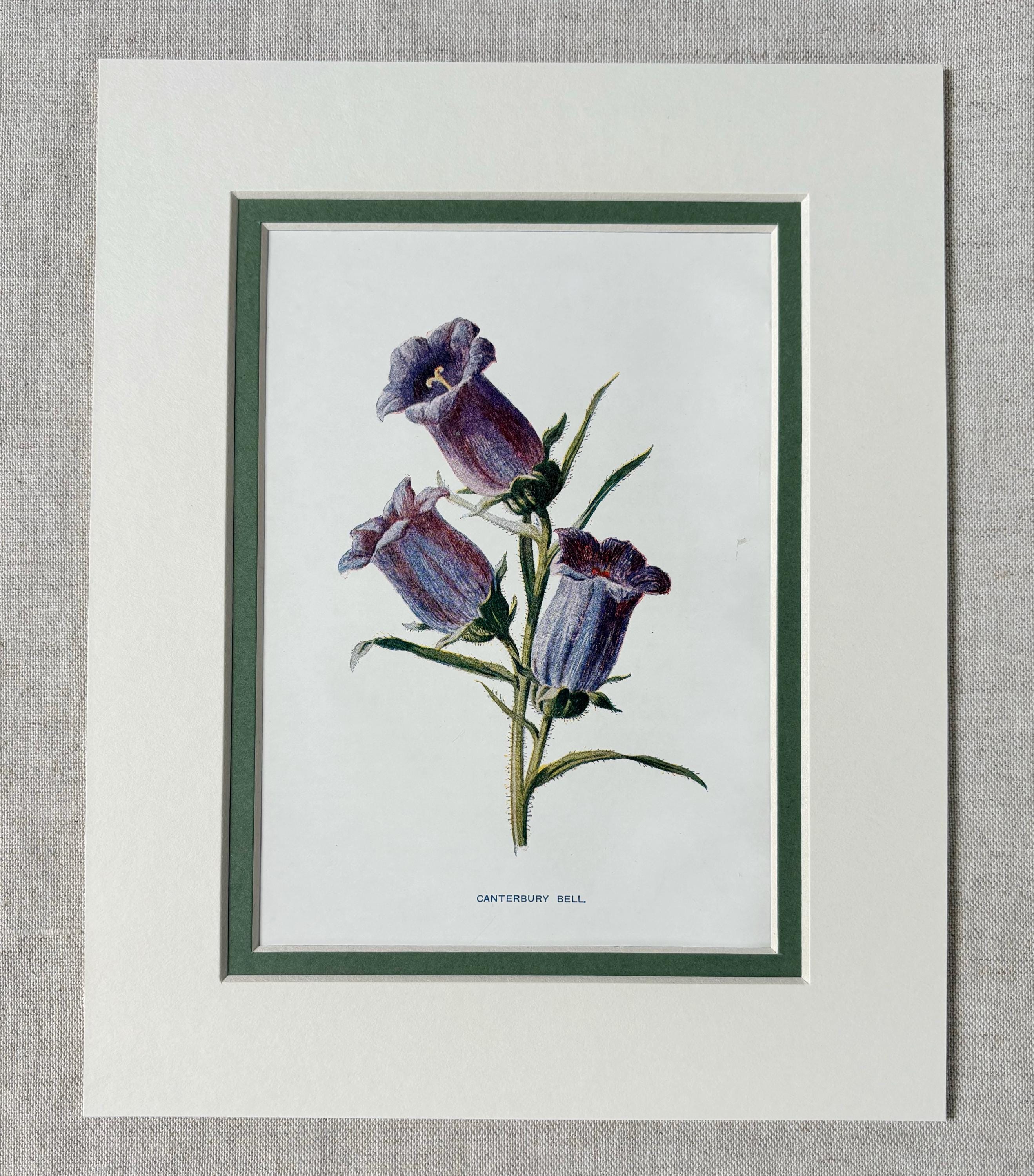 Creeping Bellflower - Plant Identification by Pamela Borden