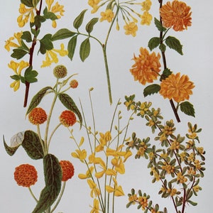 1924 Vintage Original British Garden Flower Botanical Lithograph Print - Mounted And Matted In A choice Of Colours - 12 x 10 Inches