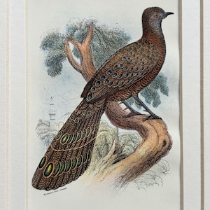 Può includere: Stampa vintage incorniciata di un fagiano pavone grigio appollaiato su un ramo d'albero. L'uccello presenta piumaggio marrone con accenti blu e verdi sulla sua lunga coda. La stampa include il testo "GREY PEACOCK-PHEASANT."
