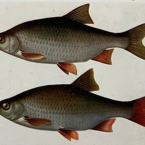 Cromolitografía original de historia natural antigua de 1925: Roach and Rudd Fish (montada y enmarañada en una selección de colores) - 25,4 x 20,3 cm