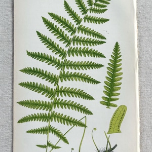 1855 - Original Antique Botanical Anne Pratt British Fern Print/Chromolithograph - 9 x 5.5 Inches