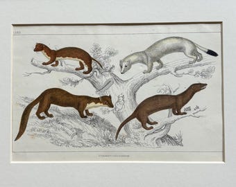 Litografía antigua original de mamíferos coloreada a mano, de 1850. Montada y con paspartú en varios colores, lista para enmarcar. 30,5 x 20,3 cm (12 x 8 pulgadas).