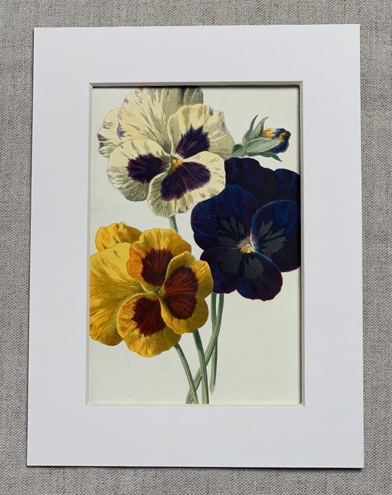 Circa 1900 Original Vintage Botanical Pansies Flower Lithograph Print Mounted /& Matted In A Choice Of Colours 10 x 8 Or 8 x 6