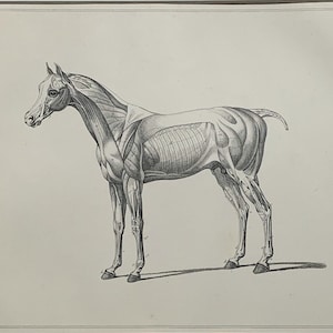 Original C.1890 Antique Lithograph Print of The Muscles Of The Horse - Mounted & Matted Black Or White - 14 x 11&quot;