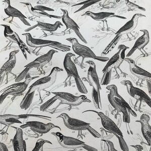 1872 Original Antique Lithograph Engraving Ornithology Print - Birds - Mounted & Matted In A Choice Of Colours Ready To Frame - 12 x 8&quot;