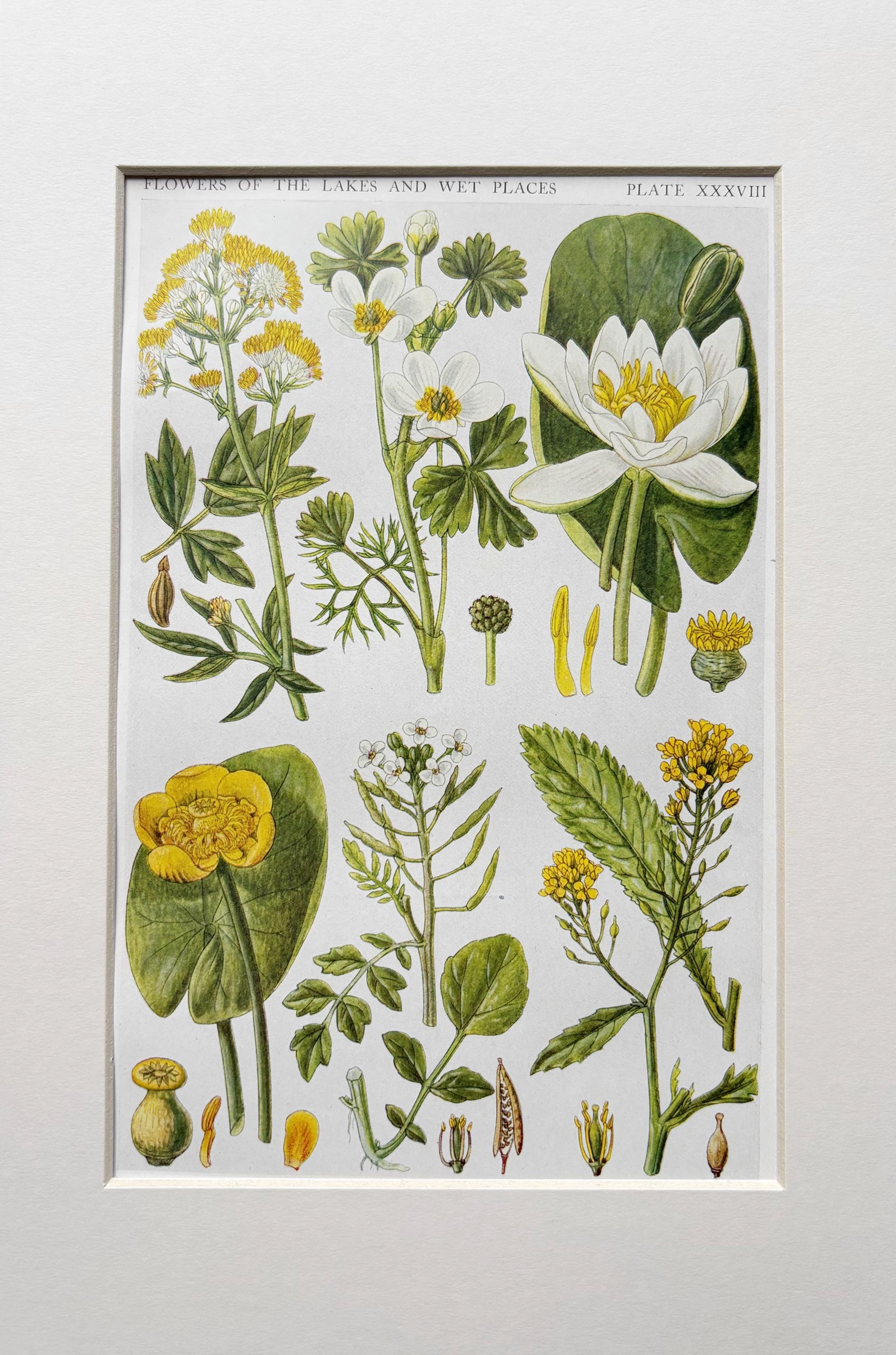 サリー様 1919 Vintage Original British Wild Flowers Botanical Print