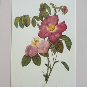 1954 Original Vintage Botanical P. J. Redoute Rose Print - Mounted & Matted In A Choice Of Colours - 16 x 12 Inches