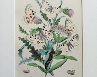 19th Century Original Lepidoptera Butterflies/Moths Engraving - Available Mounted & Matted In A Choice Of Colours - 12 x 10 Inches