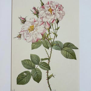 1954 Original Vintage Botanical P. J. Redoute Rose Print - Mounted & Matted In A Choice Of Colours - 16 x 12 Inches