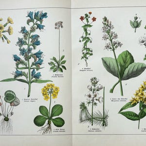 1887年オリジナルアンティーク植物彫刻 - 16 x 12インチ