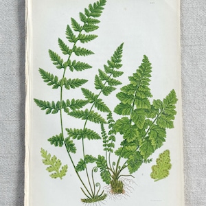 1855 - Original Antique Botanical Anne Pratt British Fern Print/Chromolithograph - 9 x 5.5 Inches