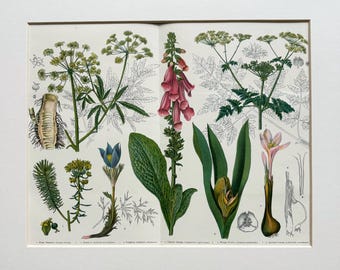 Vintage Botanical Floral Datura Print- Poisonous Plant Flowers