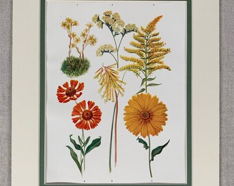 Op de afbeelding: Een vintage botanische illustratie met zes verschillende soorten bloemen. De bloemen zijn afgebeeld in tinten geel, oranje en rood. De illustratie is omlijst met een groene rand.