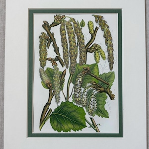 Impresión/litografía original de Anne Pratt, botánica antigua, de la década de 1850, de plantas y árboles británicos (montada y con paspartú, 25,4 x 20,3 cm)