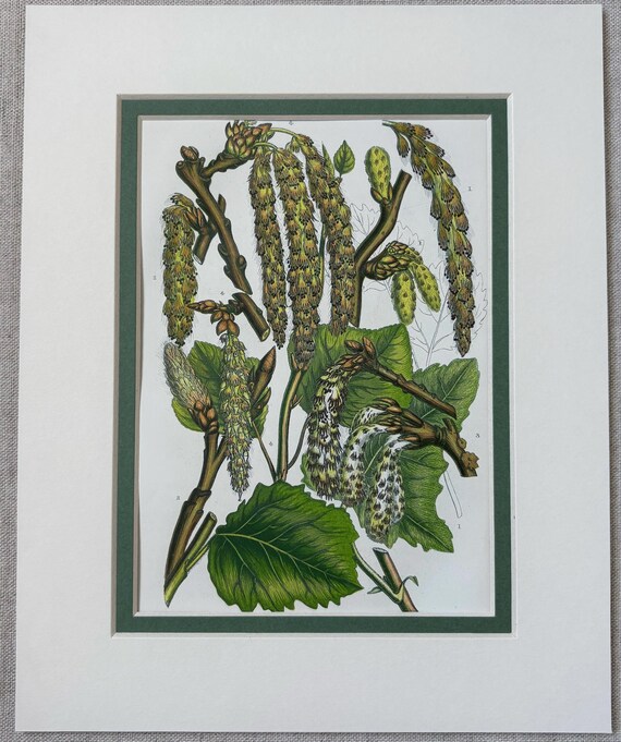 1850年代 アンティークボタニカルアート イギリス 羊歯 シダ しだ