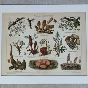 1897 Original Antique Chromolithograph Print Of Parasitic Plants Mounted & Matted In A Choice Of Colours Ready To Frame 14 x 11 image 2