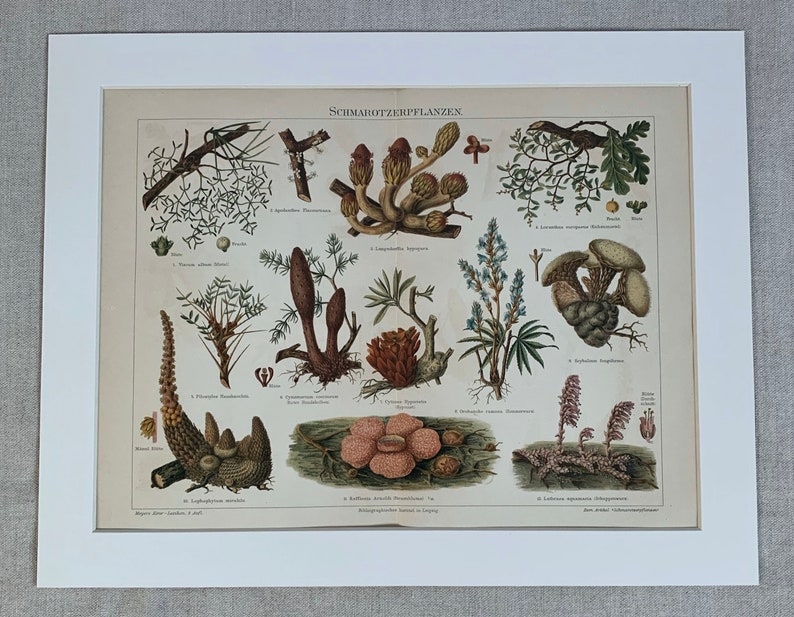 1897 Original Antique Chromolithograph Print Of Parasitic Plants Mounted & Matted In A Choice Of Colours Ready To Frame 14 x 11 image 2