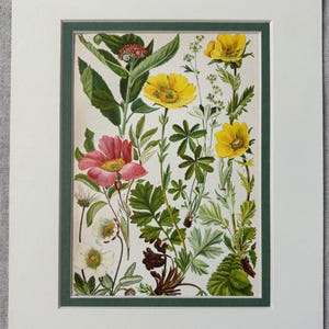 1905 Vintage Original Alpine Roses Plants French Botanical Lithograph Print, Mounted & Matted In A Choice Of Colours  - 10 x 8 Inches