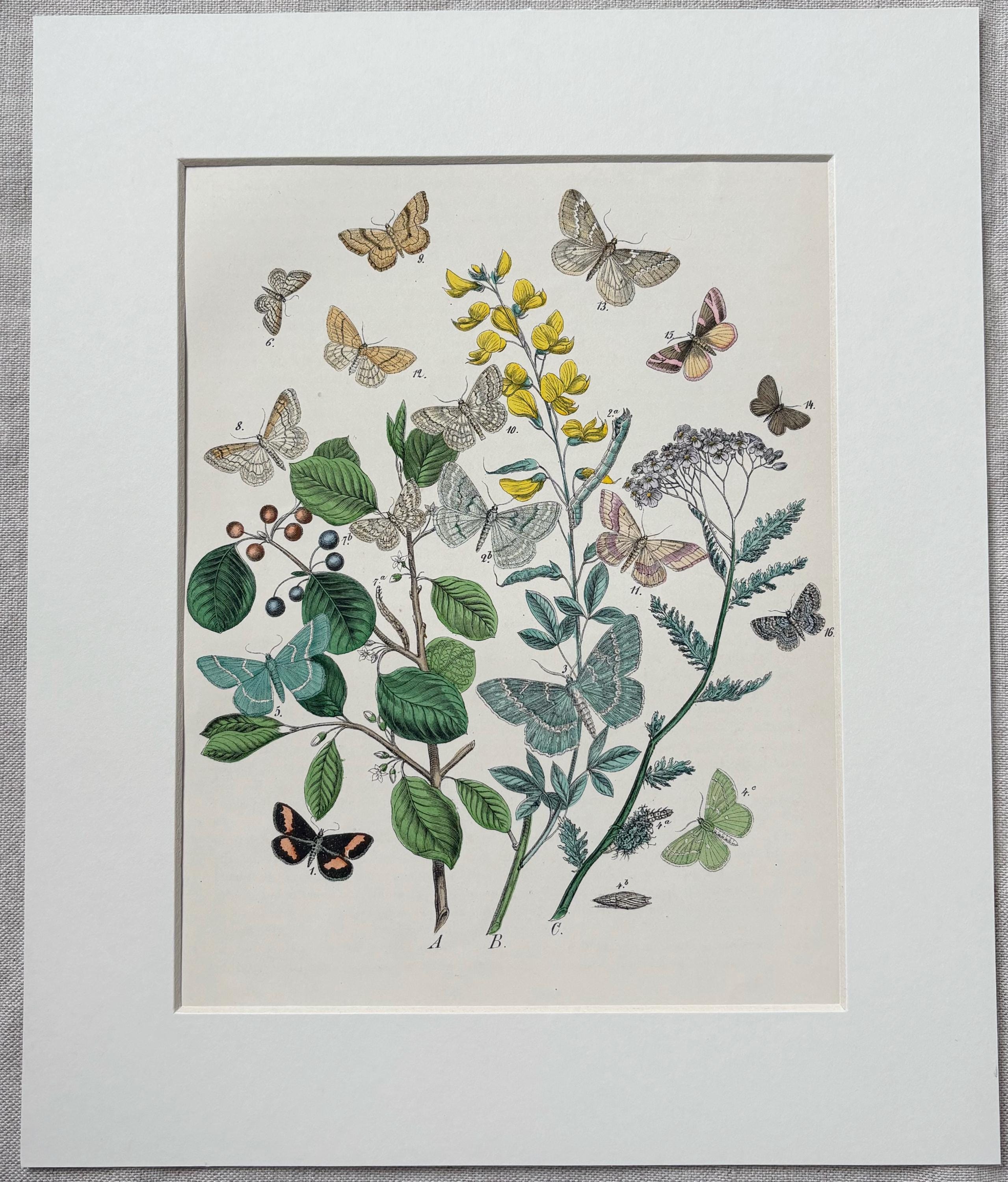 19th Century Original Lepidoptera Butterflies/moths Engraving