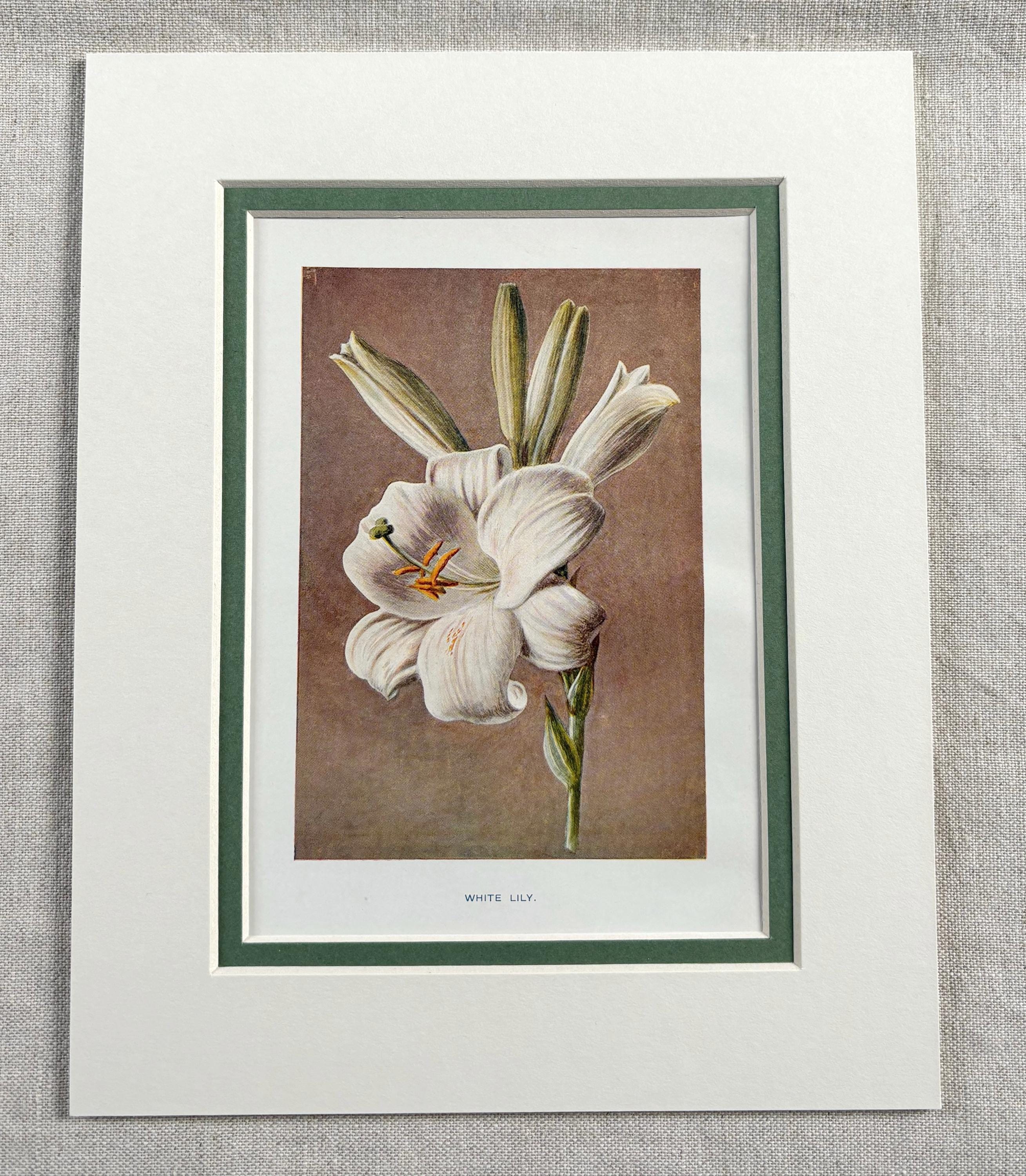 1910 Vintage Botanical Garden Flower Print - White Lily
