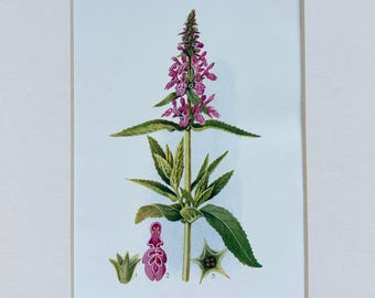 オリジナルアンティーク英国植物画ハンドカラープリント 1873年