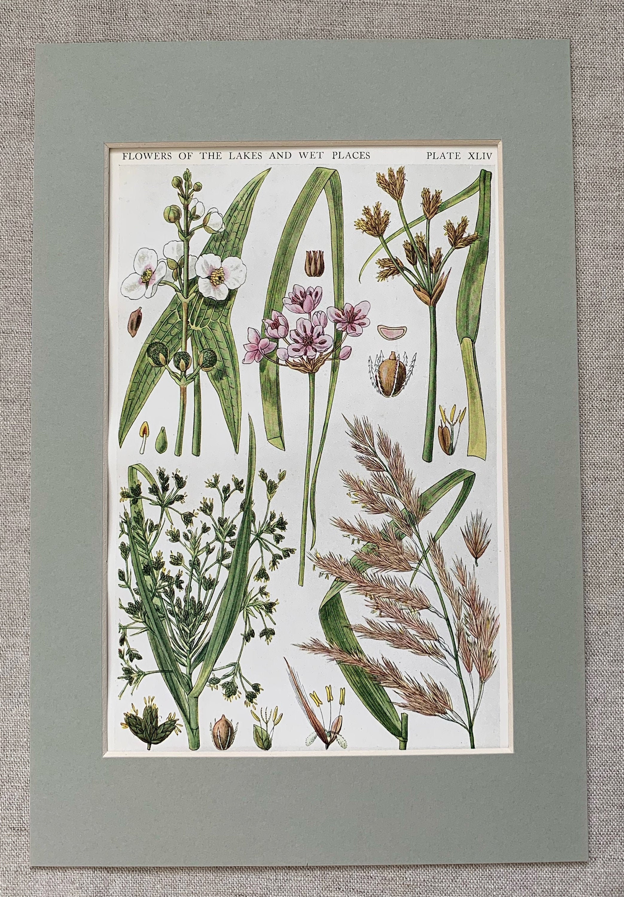 british wild flowers in relation to ‥ File:British wild flowers (1876.) (20410370162).jpg