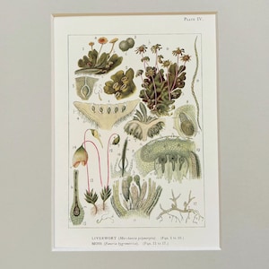 May include: A framed botanical print featuring detailed illustrations of liverwort and moss. The artwork includes labeled diagrams of various plant structures, with a color palette of greens, browns, and reds. The text at the bottom identifies the plants and figure numbers.