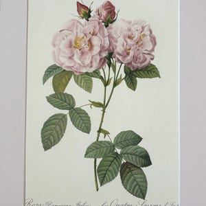 1954 Original Vintage Botanical P. J. Redoute Rose Print - Mounted & Matted In A Choice Of Colours - 16 x 12 Inches