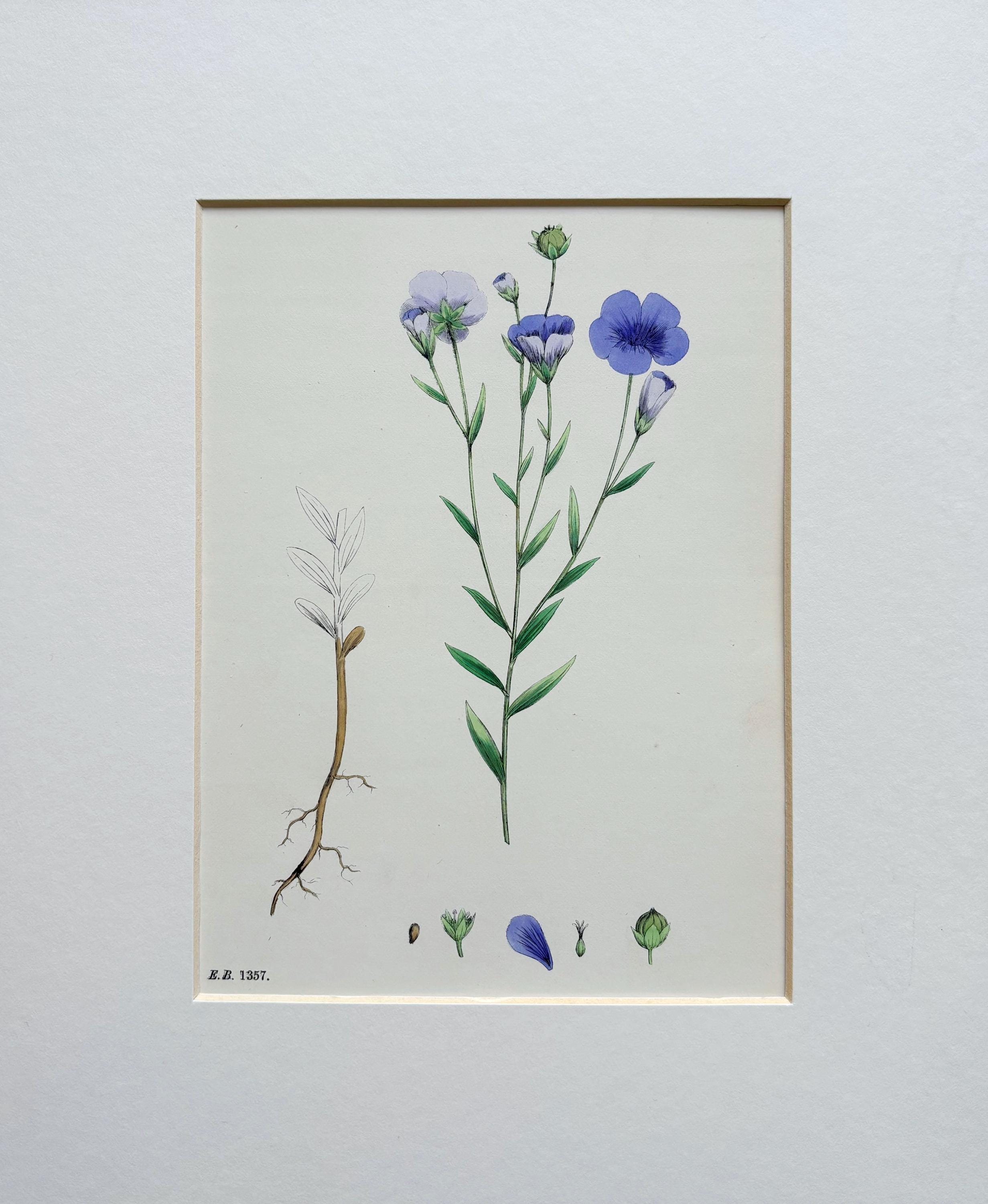 オリジナルアンティーク英国植物画ハンドカラープリント 1873年
