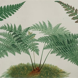 Circa 1880 Original Antique Chromolithograph Print Of Ferns Mounted And Matted In A Choice Of Colours Ready To Frame - 12 x 10&quot;