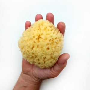 Premium 4 Yellow Sea Sponge for Bath Time