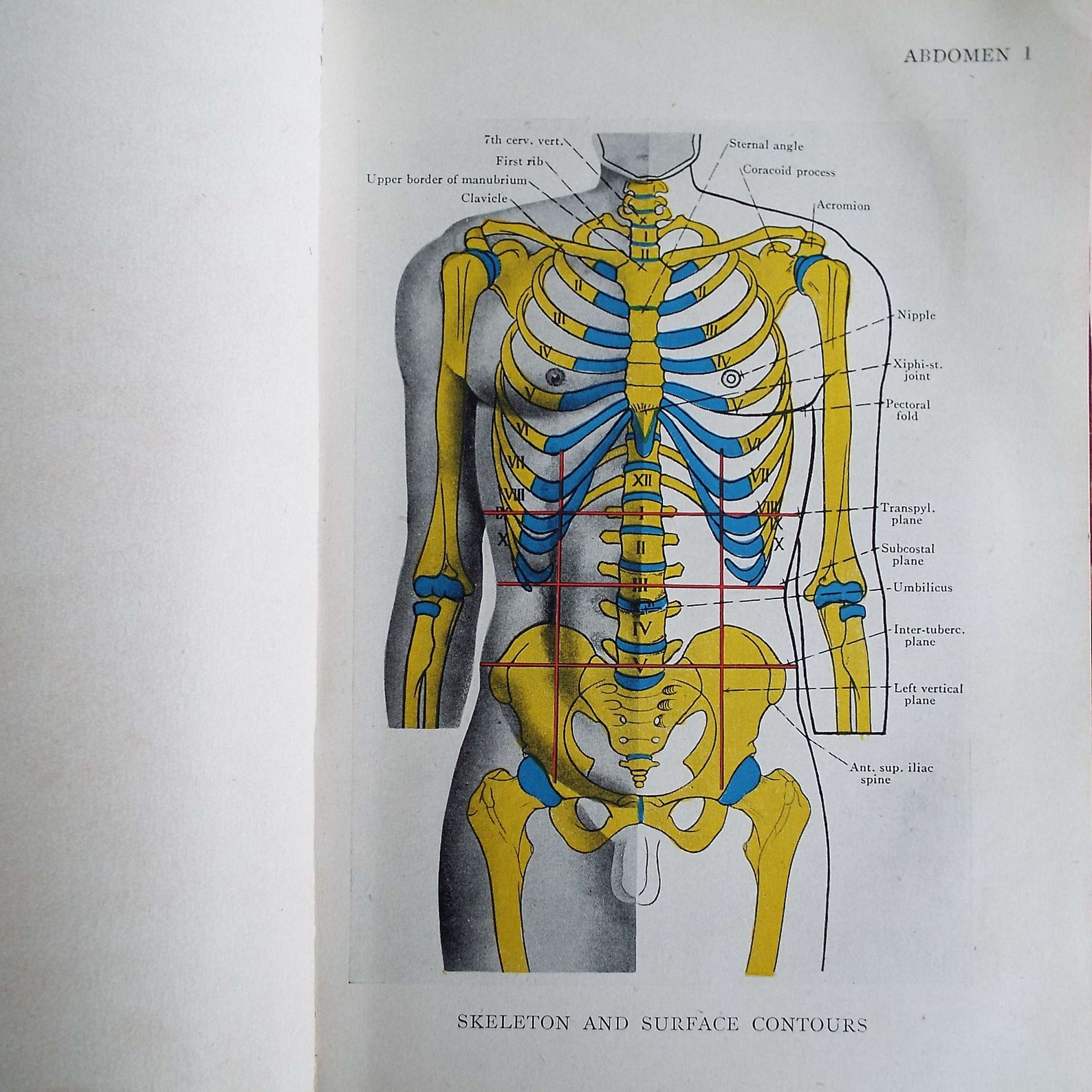 Vintage 1942 Illustrations Of Regional Anatomy Abdomen By E B Etsy