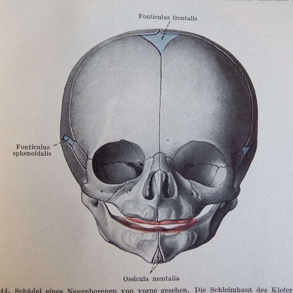 Vintage 1928 Anatomie Fur Zahnarzte Harry Sicher & Julius Tandler Hardback Book Anatomy For Dentists Medical Book 1920s German Book Skull