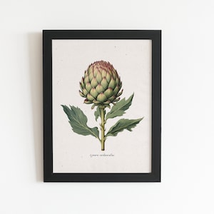 Artichoke vintage botanical print, A4 digital download, Artichoke Art Print, Fruit Print, Kitchen Art, Garden, Vegetable Art, cottage core