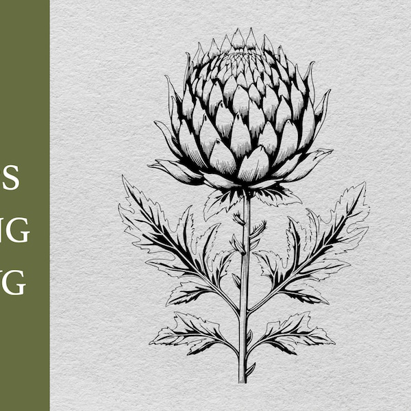 Antique Artichoke Svg, Png, Eps, AI Instant Download, Digital Download, farmhouse design, cricut file, vintage, artichoke art