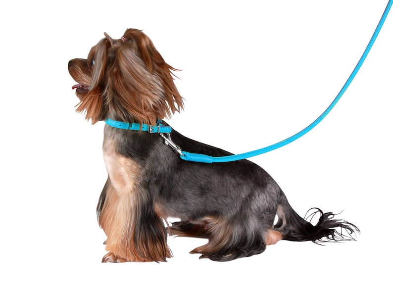 Walzende Hundekragen LederHundeKragen WelpenHundeKragen Etsy