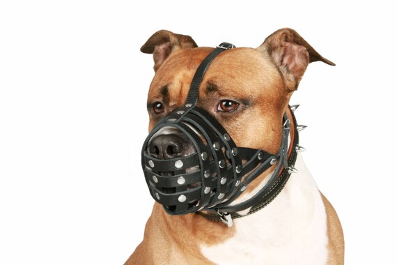 pitbull muzzle for sale