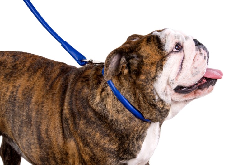 Rolled Leather Dog Collar Dog Collar Leather Engraved Dog Etsy