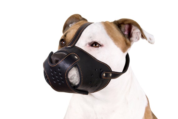 amstaff muzzle