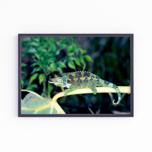 Gecko Photography Art, Digital Downloadable Wall Art, Trendy Decor, Green Gecko with Three Horns Basking on a Tree Branch Basking in the Sun