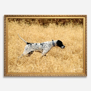 May include: A black and white English Pointer dog runs through a field of tall, dry grass. The dog is wearing a blue collar and is looking down at the ground.