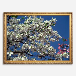 Blooming Tree Photography Art, Digital Downloadable Wall Art, Trendy Décor, Tree Full of White Blooms Against Blue Sky, Poster, Wall Décor image 1