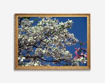 Blooming Tree Photography Art, Digital Downloadable Wall Art, Trendy Décor, Tree Full of White Blooms Against Blue Sky, Poster, Wall Décor