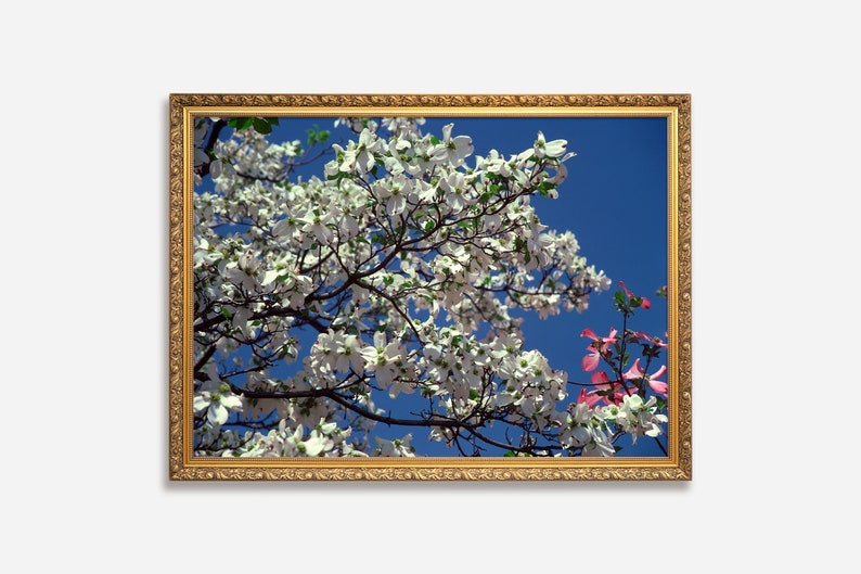 Blooming Tree Photography Art, Digital Downloadable Wall Art, Trendy Décor, Tree Full of White Blooms Against Blue Sky, Poster, Wall Décor image 1