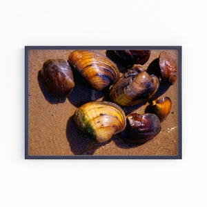 May include: A group of eight brown and yellow seashells on a sandy beach.