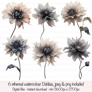 6 fleurs de dahlia éthérées à l'aquarelle, fond transparent, cliparts, JPG et PNG, téléchargement numérique, créations en papier, journaux indésirables, cartes